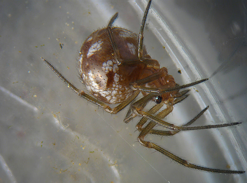 Steatoda triangulosa